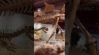 Ceratosaurus and Stegosaurus on Display in Utah [upl. by Oiratno]