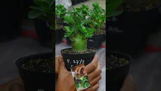 Adenium Root Fertilizer Bonsai Flower Gardening Desert Rose Plant [upl. by Anaid]