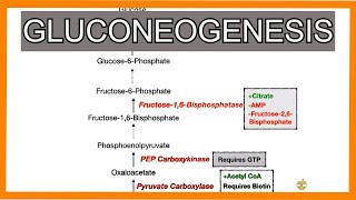 Gluconeogenesis [upl. by Eseuqram]