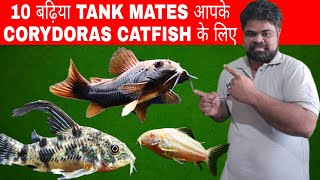 Tank Mates For Corydoras Catfish  10 Best Tank Mates For CoryDoras Catfish [upl. by Ruenhcs7]