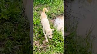 Dog running find ducks [upl. by Nilyad993]