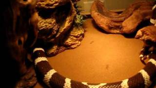 Californian King Snake  Tank Set Up [upl. by Nadaha]