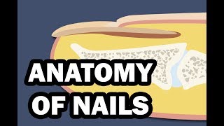 INTEGUMENTARY SYSTEM YOUR NAILS [upl. by Notpmah864]