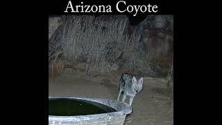 A coyote comes by the water tank coyote wildlife nature [upl. by Gene161]