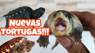 Llegaron 3 TORTUGAS NUEVAS al canal  Son INCREÍBLES [upl. by Ku]