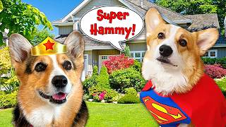 Super Hammy the Corgi Saves the Day [upl. by Hajidak]