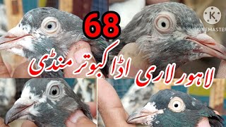 68 Lari Ada Mandi Lahore Big Kabootar Mandi لاری اڈا Kabutar Mandi Khawaja Abdur Rehamn [upl. by Ainevuol]