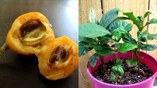 Growing Loquat Trees From Seed  How to [upl. by Mariel]