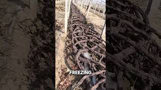 Why Grape Growers Bury Their Vines in Winter shorts [upl. by Yleak172]