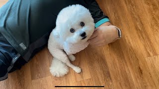 Bichon Frise Vlog  일상 브이로그 [upl. by Allwein]