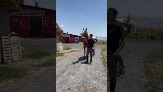 HORSE ATTACK arabianhorse horse puppy atvideo like germanshepherd atçılık sefatekin [upl. by Esdras]