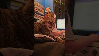 Sleepy yawny kitty iwillalwaysloveyou kitty petshorts cute petcat tabby furbaby [upl. by Skippy]