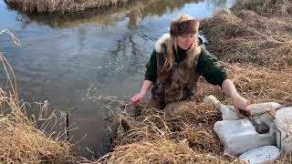 Otter trapping with footholds [upl. by Wade]