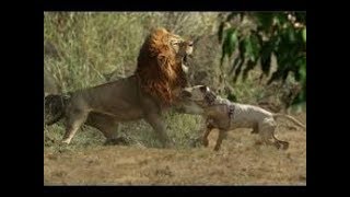 When dogs come face to face with wild animals part 2 [upl. by Etep650]