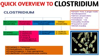 Clostridium  Medical Microbiology  Quick overview [upl. by Egor]