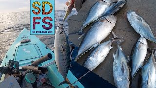 SDFS Fall Fishing San Diego Bluefin Tuna Wahoo Dorado Lobster Bonito  Solo Skiff amp Sportfishing [upl. by Holland]