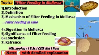 Filter feeding in Mollusca  Filter feeding in unio  Digestion and nutrition in Mollusca [upl. by Winters]