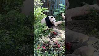 Giant Panda Singapore Zoo [upl. by Presber252]