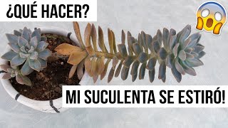 MI SUCULENTA SE ESTIRÓ ¿QUE HACER CON CACTUS O SUCULENTAS ETIOLADAS MILICIENTA [upl. by Chancelor]