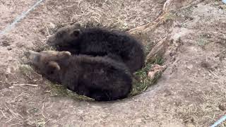 Grazer’s cubs 72624 Katmai National Park [upl. by Thaine]