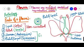 Parts of a flower Flower Anthesis [upl. by Cira]