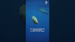 How Do Beaked Whales Dive So Deep [upl. by Ajnotal843]