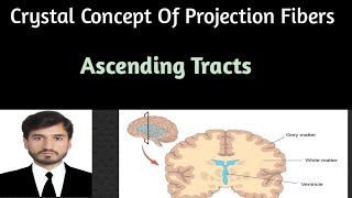 Projection fibers Part 2 Ascending tractssensory nerves with clinical correlations [upl. by Old]