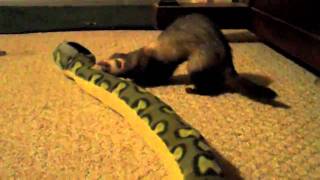 Ferret vs Snake [upl. by Leaffar277]