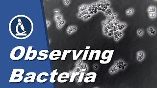 How to see BACTERIA with a microscope  Amateur Science [upl. by Niddala]