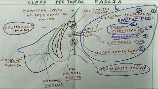 Clavi Pectoral Fascia  The Charsi of Medical Literature [upl. by Eimma]