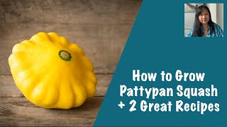 How to Grow Pattypan Squash plus 2 Great Recipes [upl. by Stetson]