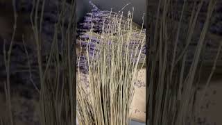 REMOVING LAVENDER BUDS 💜 [upl. by Chaworth]