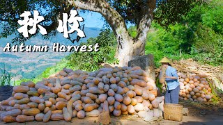 Harvest Delights in Rural Yunnan A Culinary Feast of Autumn Bounty 【Dianxixiaoge】 [upl. by Nedyah]