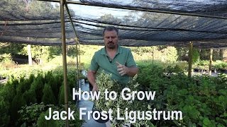 How to grow Jack Frost Ligustrum with detailed description [upl. by Edlitam]