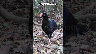 Aventuras na Amazônia Vídeo Completo com Imagens Exclusivas de Animais Selvagens em Seu Habitat [upl. by Aneeroc]