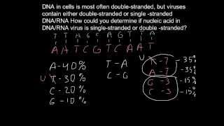 How to find if virus singlestranded or doublestranded [upl. by Sundin182]