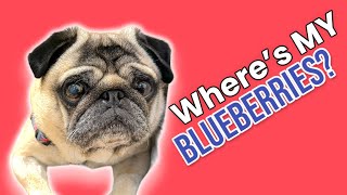 Angry Barking Pug LOSES a Blueberry 😡 Who Took It  Dog Barking Sound Effect [upl. by Elie46]