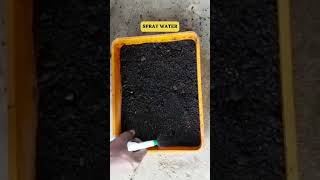 EASIEST AND SIMPLE WAY OF GROWINGKASINI KEERAI  CHICORY LEAF  CICHORIUM INTYBUS PLANTS FROM SEEDS [upl. by Natsirk608]