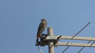 Black Redstart Codirosso spazzacamino Phoenicurus ochruros [upl. by Elise]