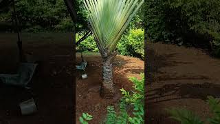 Ravenala madagascariensistravellers palmmonocotyledonous plantFamilyStrelitziaceae [upl. by Nahtnahoj98]