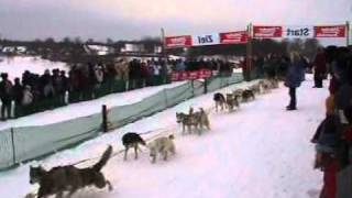 Schlittenhunderennen in ClausthalZellerfeld im Harz [upl. by Atinrahc302]