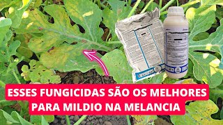 FUNGICIDAS PARA MILDIO NA MELANCIA 😲🖐️ [upl. by Nnilsia]