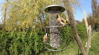 Couple de chardonnerets élégants Vidéo ralentie 8x [upl. by Laehctim]