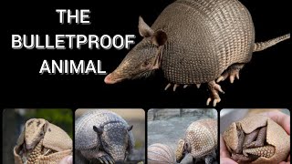 The Bulletproof animal HINDI  Armadillo  APV KNOWLEDGE [upl. by Aon]