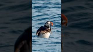 Puffin Catch Fish For Its Hungry Baby puffin animals birds [upl. by Riddle]