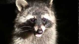 WASCHBÄR nachts auf Campingplatz [upl. by Triley]