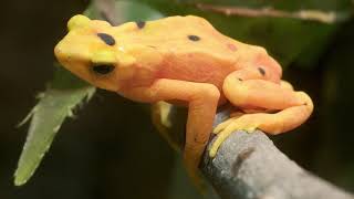 Detroit Zoo  Animal Welfare Tales Panamanian Golden Frogs [upl. by Llebiram560]