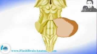 Brainstem Anatomy With Diencephalon [upl. by Hiltan]