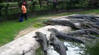 Crocodile Feeding at Langkawi Crocodile Farm [upl. by Nuhsar]