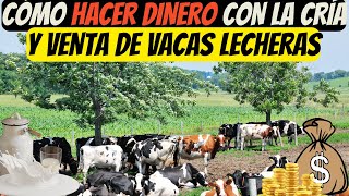 Cómo Hacer Dinero con la Cría y Venta de Vacas Lecheras [upl. by Eyanaj]